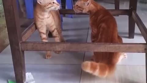 Cats fighting