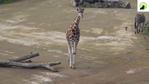 Amazing animals video 📸 |