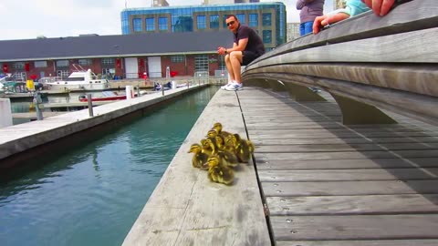 Animals video. Duck drop on Queens quay
