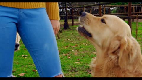 Woman playing with her dogs in ranch