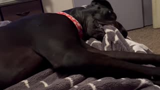 Great Dane Throws Tantrum Over Dropped Ball