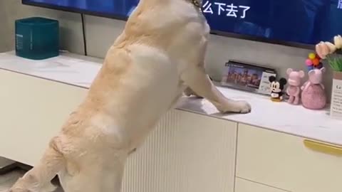 Funny Dog Video