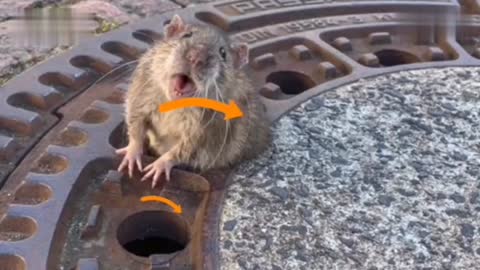 The rat's life is low! I only misjudged my own meat, and the manhole cover alarmed the firemen.