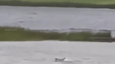 🦈 Sharks seen swimming in the streets of Fort Myers after powerful storm surge.