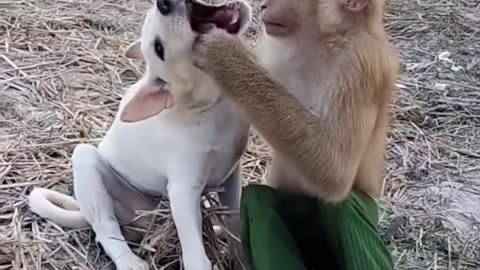 Monkey with dog fun