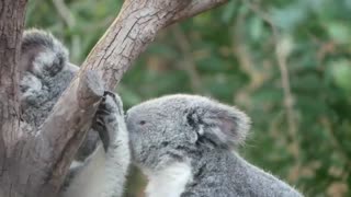 Koala in Wild - Australia - Stop and Let your Soul Feel It - Wild life Animals for Kids
