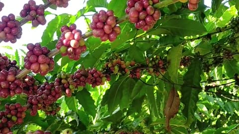 A Coffee Tree Laden with Fruit: A Sight to Behold