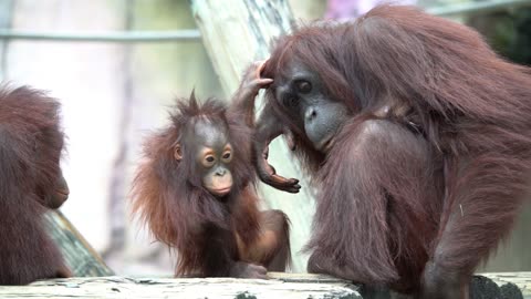 Orangutan Nursing Its Baby