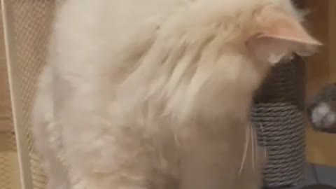 cute cat video