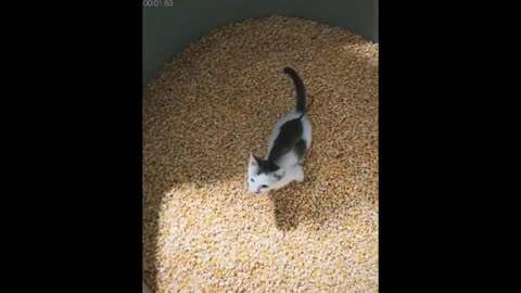 Funny Dogs And Cats video 🤣🤣🤣😂😂