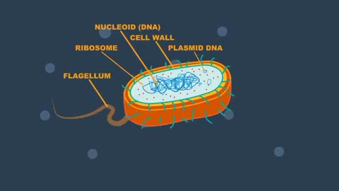 Human's bacterial cell🦠🧫🦠