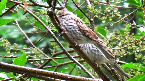 Chirping Sparrows Feeding