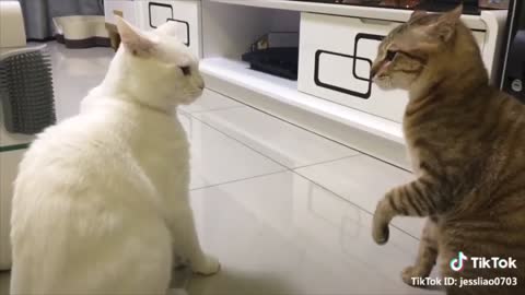 Talking Cats