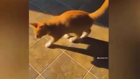 Very funny cat video