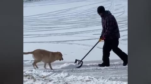 Dog Watches Snow Being Shovelled And Jumps To Catch It
