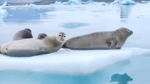 Animals on glaciers