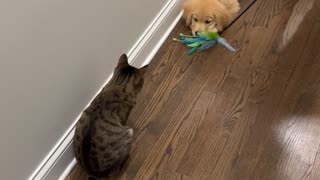 Golden Retriever Puppy Wants Kitty to Play