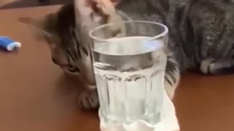 Funny cat fall water 😂😐