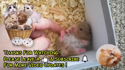 Hamster Babies Growing Up - Day 1 to Day 30 Best Moments