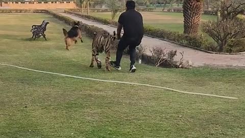 Tiger Attack on dog