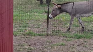 Elvis the Stubborn One: Lost His Way to the Pasture!