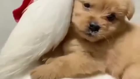 cute puppy video