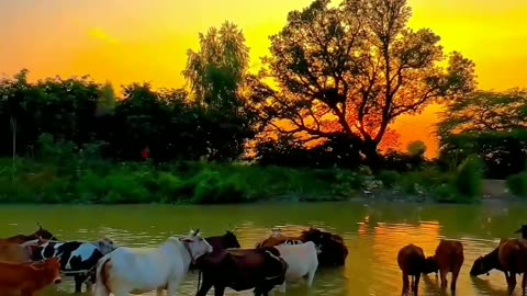 गांव + Nature = Sukoon #sukoon #gao #sunset #