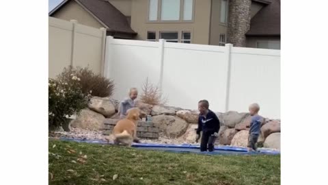 Labrador on daycare