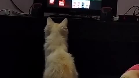 Dodo Cat and Owner watching T20 World Cup 2021 on TV