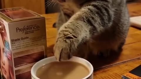 funny cute cat status video😍😍😍😍🙀 | cute viral cat video😿😿😿