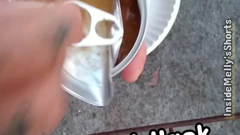 Canned Cat Food Hack (I bet you never knew)
