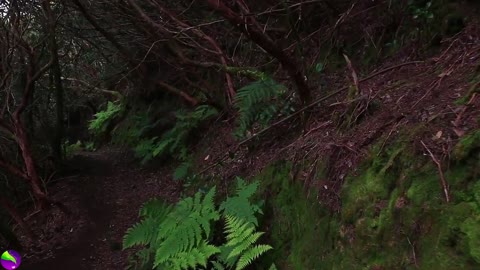 Birds Singing in Jungle, Nature- Meditation and stress relief Music