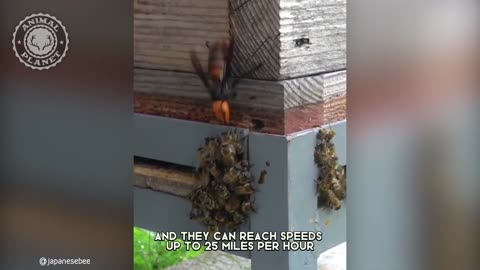 Asian Hornet - In 1 Minute! 🐝 One Of The Most Dangerous Insects In The World Animal Planet Videos
