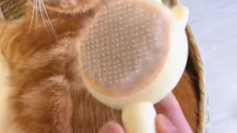 Cat grooming