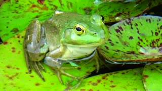 Bullfrog