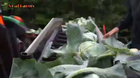 Harvesting equipment for broccoli, cabbage, carrots, and onions