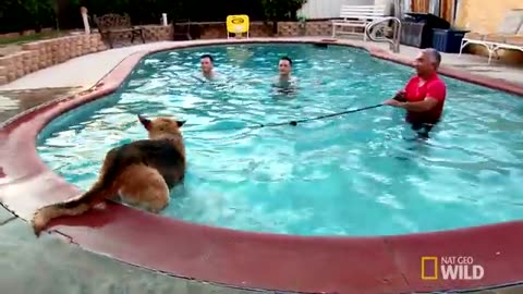 How to teach dog swim