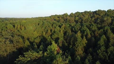 Drone at Sunset over Trees
