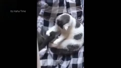 Cute cat and kittens funny videos funny animal # 57 funny pets #pets life