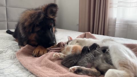 German shepherd #puppy meets #mom cat with new #born kitten first time👉😊❤️