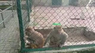 Monkey Sitting In the cage