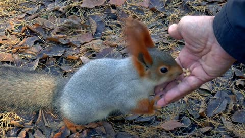 Squirrel feeding