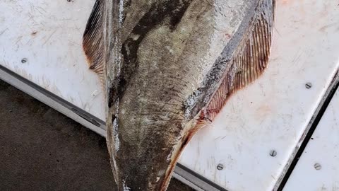 A 45 pound Halibut and my 39 Red Salmon at the Homer Spit, AK 8/6/23