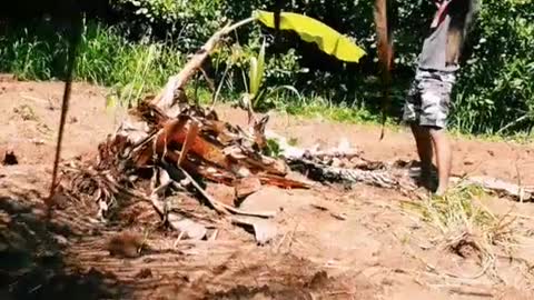 Man vs Banana tree