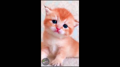 Cats Funny Cats Cute Cats | Kittens Meowing Funny Animals #Short 14