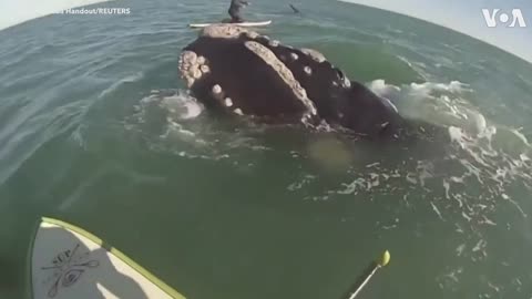 Whale Surprises Paddleboarders in Argentina