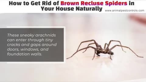 How to Get Rid of Brown Recluse Spiders in Your House Naturally