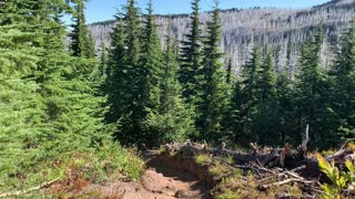 Oregon - Mount Hood - Ecological Wonderland