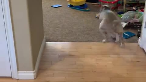 Kiddo shoots it out with playful pitbull