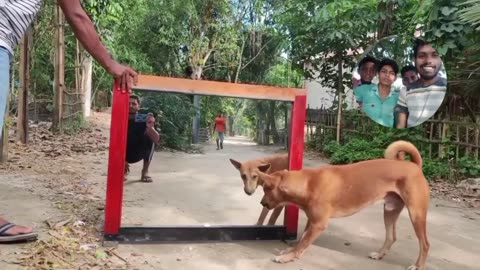 Funny Dog Video | Dog Against Dog 😂 Mirror Prank on Dog Super Funny Reaction
